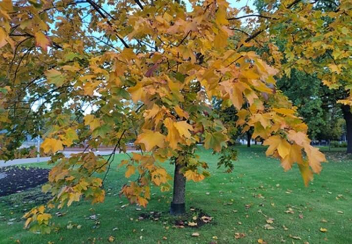 Дожди и похолодание: синоптики рассказали о погоде предстоящей недели на Кубани