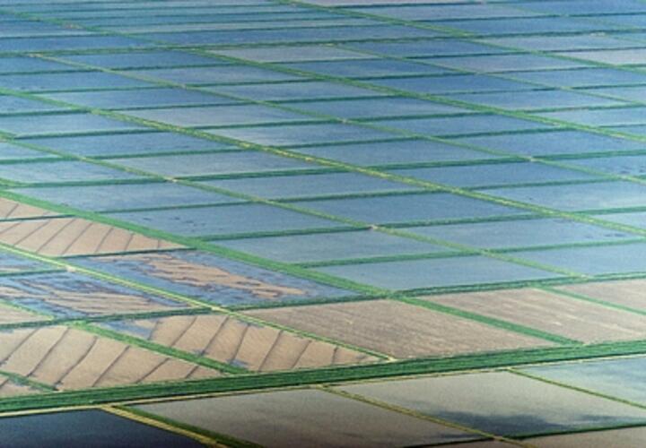 Главный по рису: Калининский район Кубани продолжает оставаться лидером по выращиванию этой сельхозкультуры в регионе