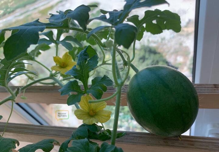 Как вырастить арбуз в квартире, рассказал эксперт из Новороссийска