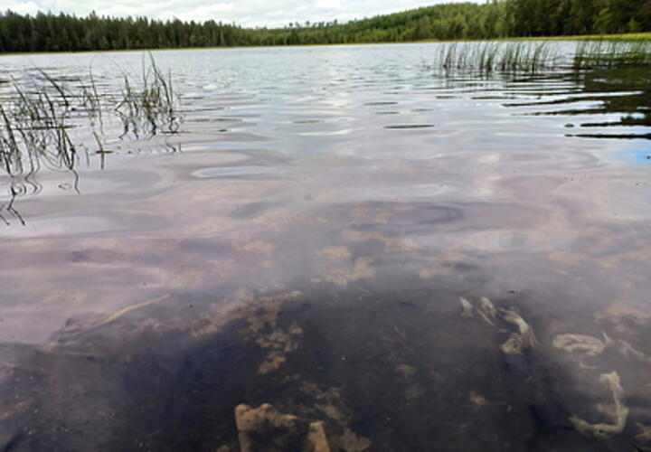 И это уже не первая попытка, мэрия Краснодара в прошлом году расторгла с подрядчиком контракт на создание проекта благоустройства Карасунов