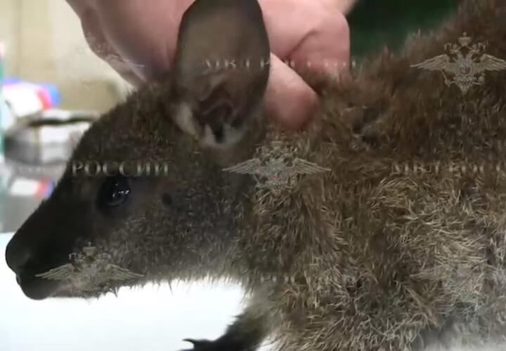 Карлик, который воровал кенгурят для жестокого бизнеса, раньше пытался переехать в Сочи с крокодилом