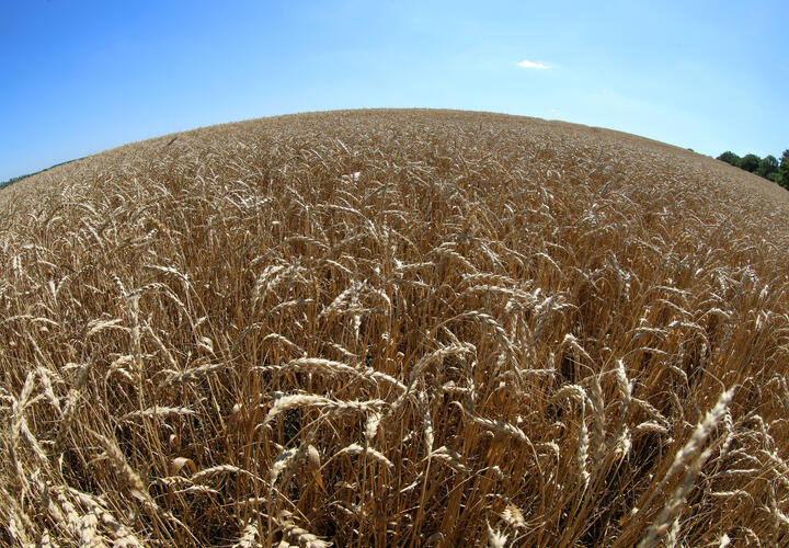Краснодарский край увеличивает экспорт зернобобовых