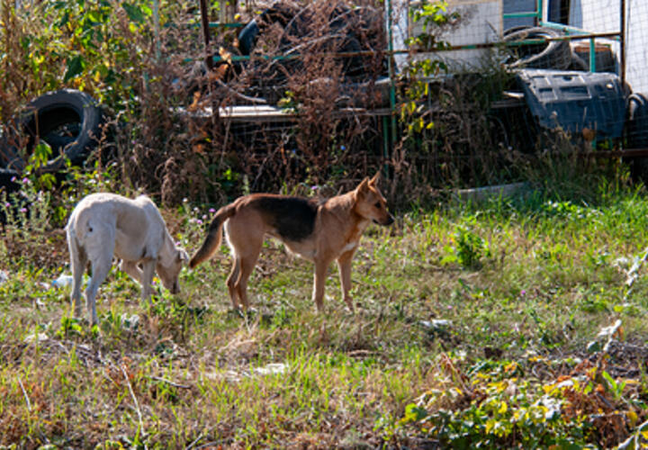 Мэр Краснодара объявил, что строительство приюта для бродячих животных завершено