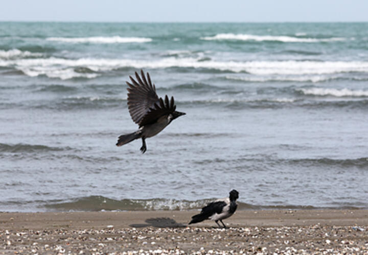 Мощный смерч замечен у побережья Адлерского района Сочи