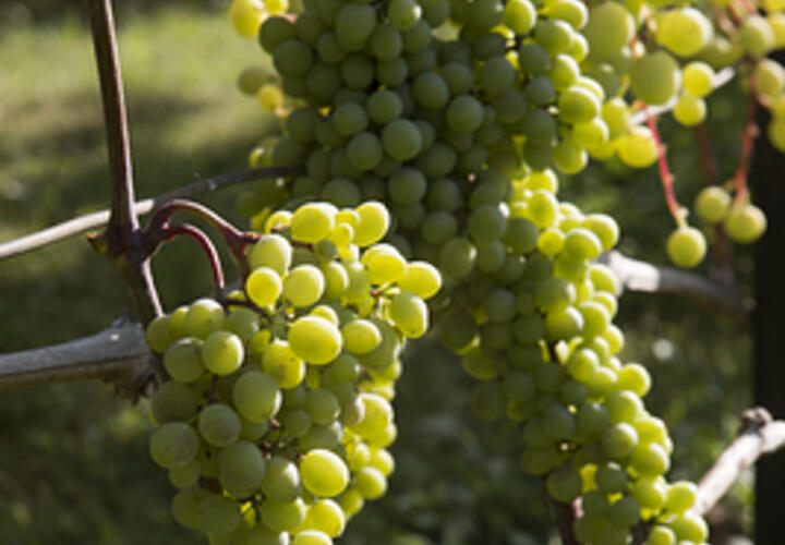 На Кубани вырастили хороший урожай винограда