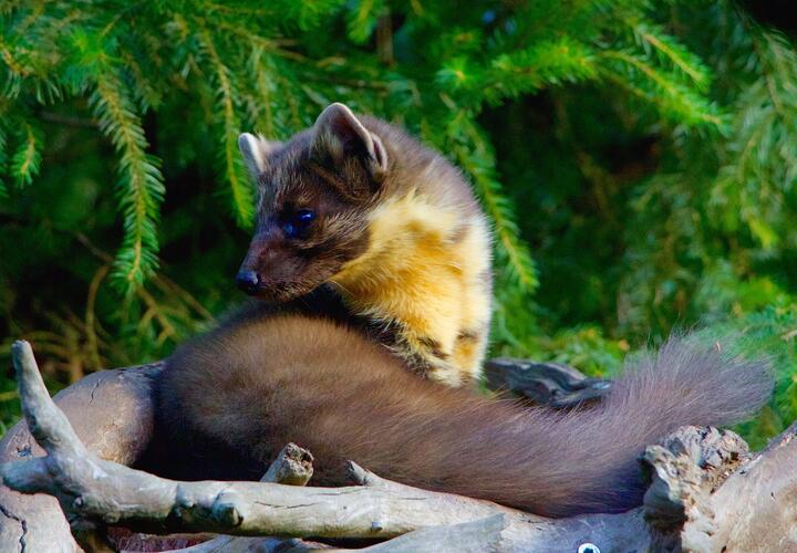 Несчастный случай: мужчина стрелял в куницу, а попал в охотника в Краснодарском крае