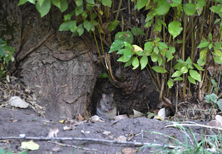 Прямо средь бела дня: жители улицы Восточно-Кругликовской в Краснодаре жалуются на полчища крыс на уличных свалках