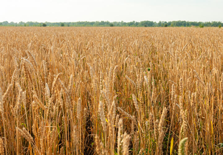 Рост затрат никак не скажется на посевных площадях кубанских аграриев