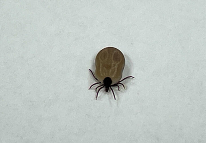 Учёные назвали болезнь, которой богатые заражаются чаще бедных