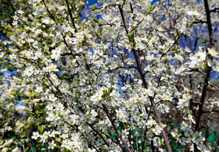 В Краснодарском крае заложен новый вишневый сад на площади в 100 гектаров