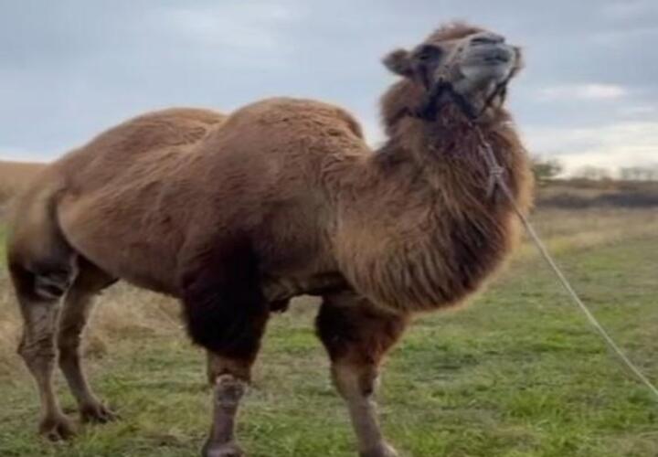 Верблюда-нелегала обнаружили на Кубани, сейчас горбатый «корабль пустыни» находится на карантине