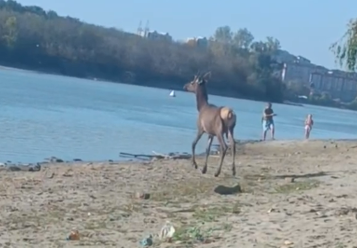 Жители Краснодара продолжают встречать в городе оленей