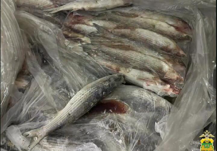 30 тонн рыбы непонятного происхождения нашли в пригороде Краснодара