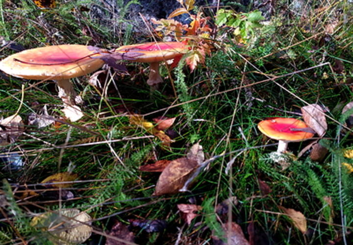 Более 10 человек отравились грибами в Геленджике