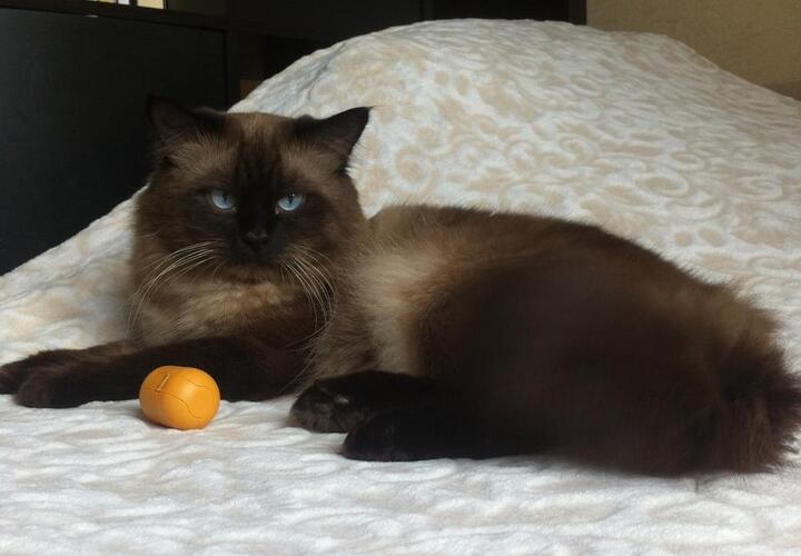 Эксперты назвали ТОП-3 самых умных пород кошек