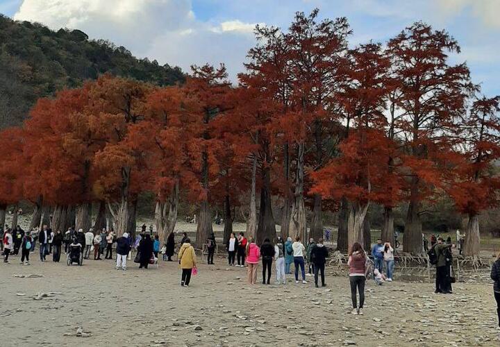 Ходят по корням: на Кипарисовом озере в Краснодарском крае разгар сезона