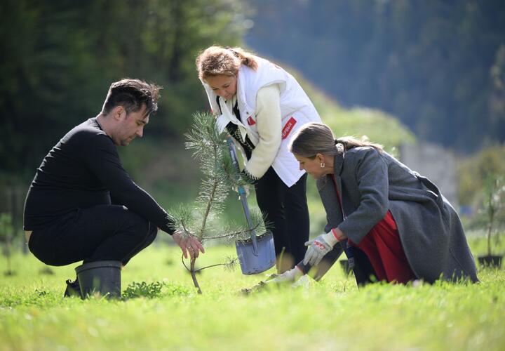 Краснокнижные деревья, которые могут прожить тысячу лет, высадили в Сочи