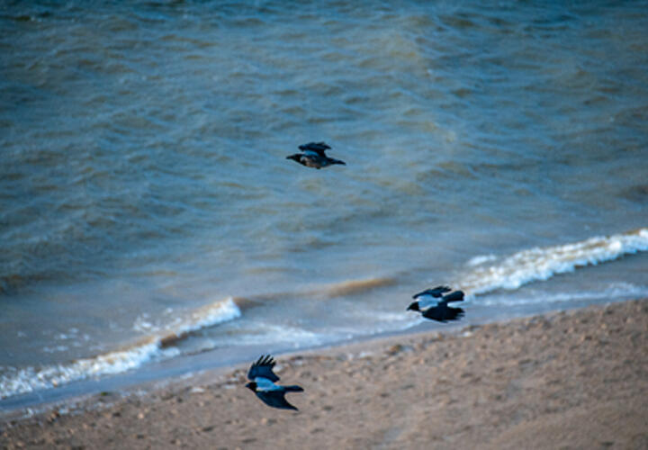 Кубань зальют дожди: о погоде на сегодня, 25 ноября, рассказали синоптики