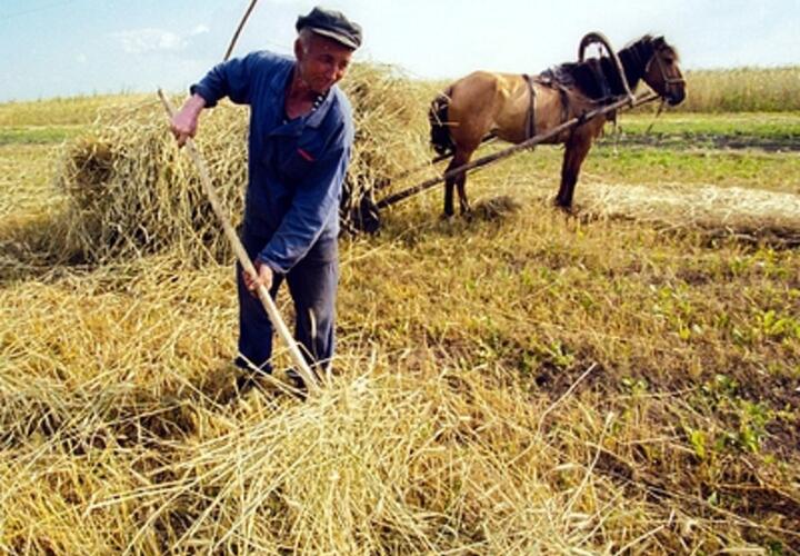 На Кубани появилось более 600 личных подсобных хозяйств