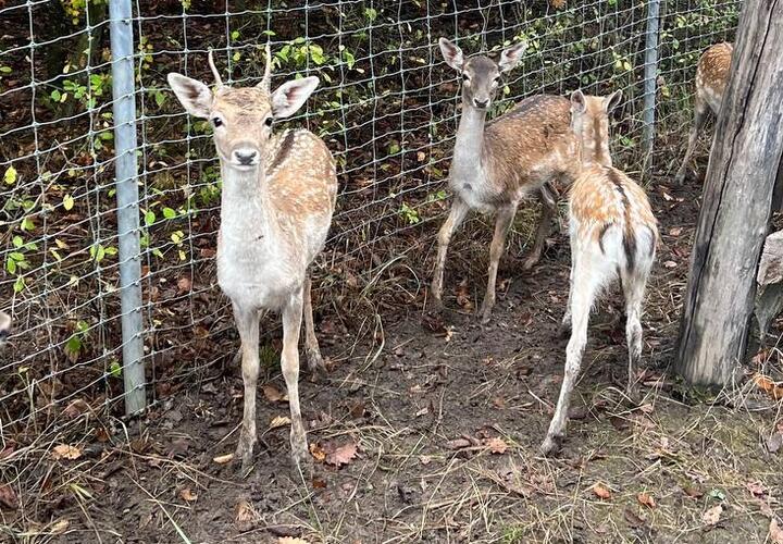 На Кубани в «Горячеключевском» заказнике появились молодые лани