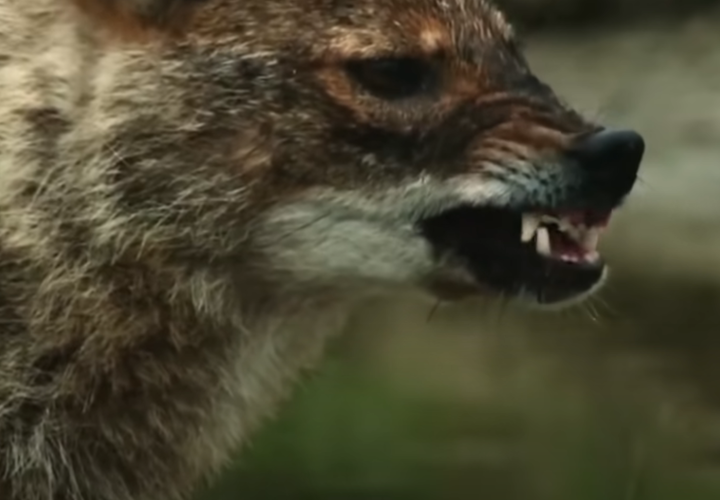 Не успел до темноты: в Сочи шакалы загнали туриста на высокий столб