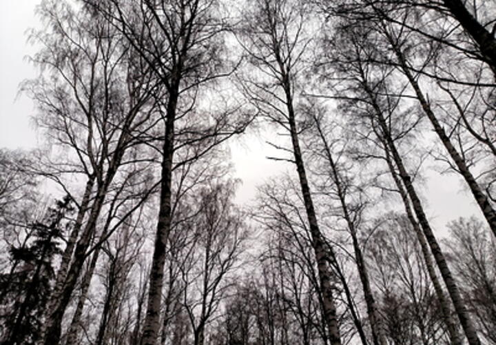 ОПГ расхищала земли Сочинского нацпарка