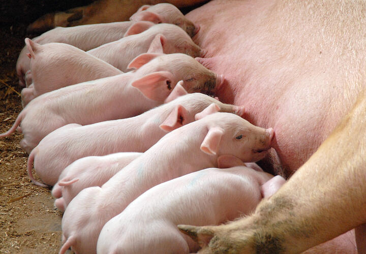 Поголовье свиней, овец и коз увеличилось в кубанских хозяйствах