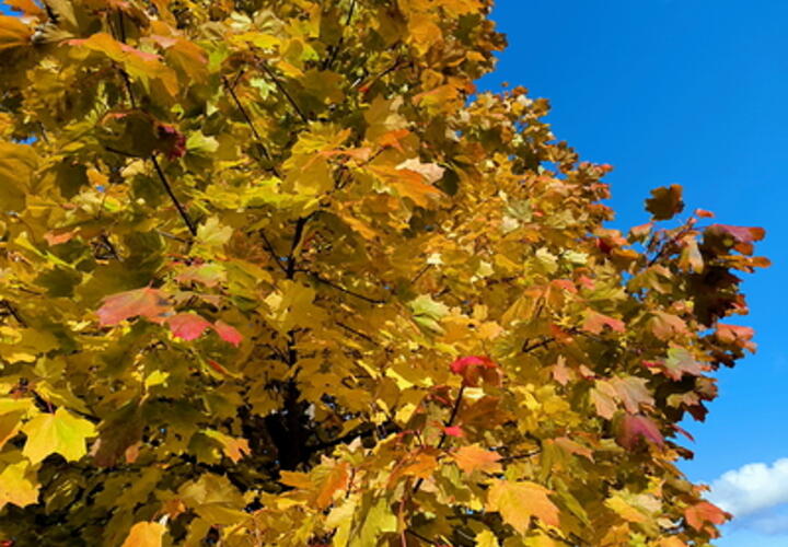 Пятница порадует теплом: синоптики рассказали о погоде на 8 ноября