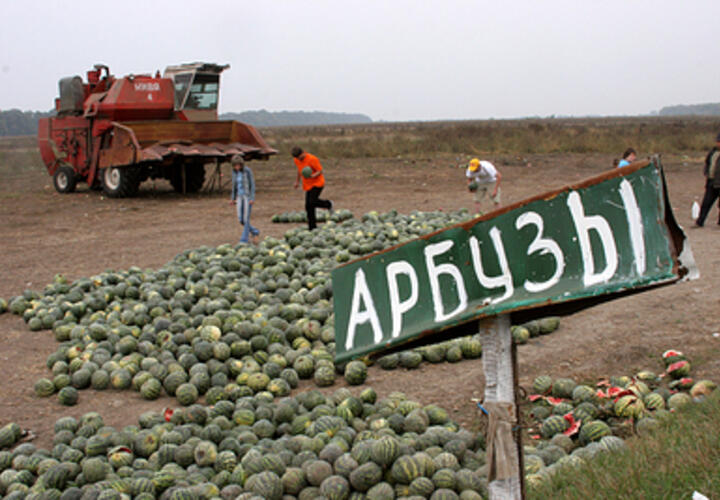 Свалки гниющих арбузов образовались на обочинах дорог Краснодарского края