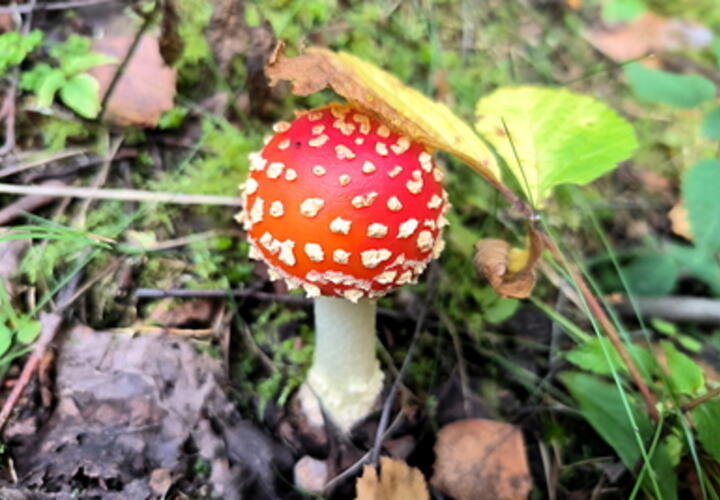 В Армавире местный житель заказал по почте галлюциногенные грибы