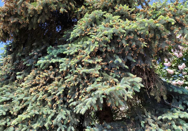 В Новороссийске засохшую ёлку покрасили в зелёный цвет 