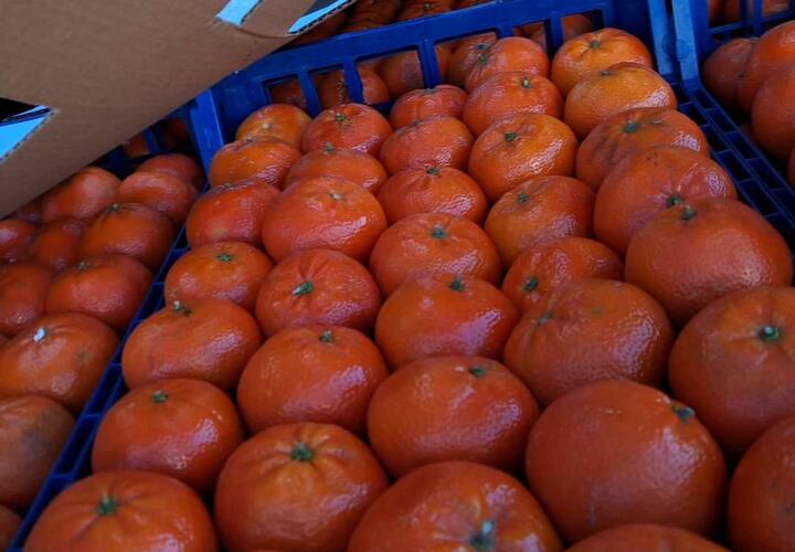 В новороссийском порту забраковали 22 тонны турецких мандаринов