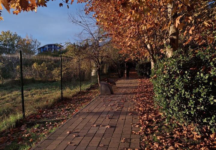 Ветрено и выше плюс 20: синоптики рассказали о погоде на Кубани 21 ноября