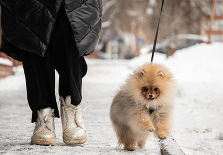 Владельцев животных будут штрафовать 