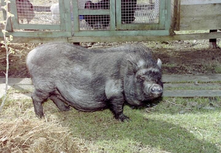 365 дней сюрпризов: что приготовила Змея людям, родившимся в год Свиньи