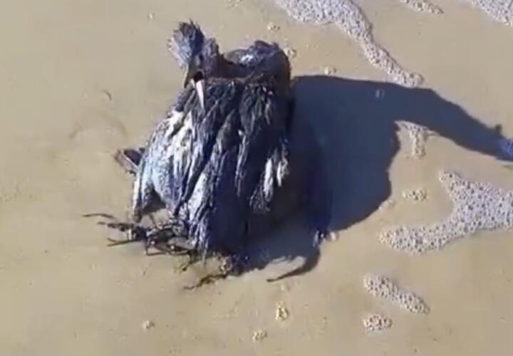Больно смотреть: после крушения танкеров в Керченском проливе кубанцы находят измазанных в мазуте птиц