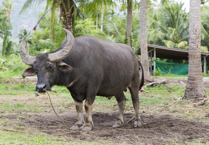 Борьба с самим собой: Быкам в год Змеи придётся изрядно попотеть