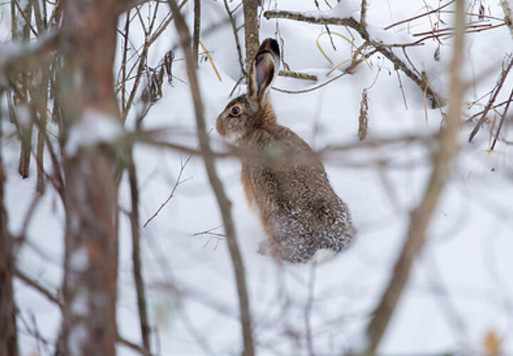 Фото нападающего «Локомотива» с убитыми зайцами на Кубани вызвало возмущение в Сети