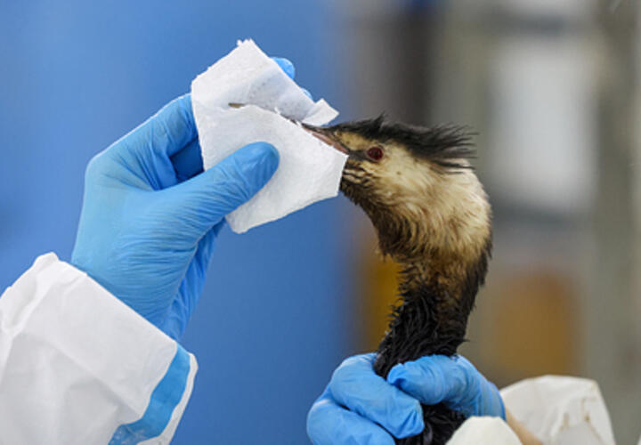 Как наносят птицам увечья при ночном отлове, рассказали в Минприроды Кубани