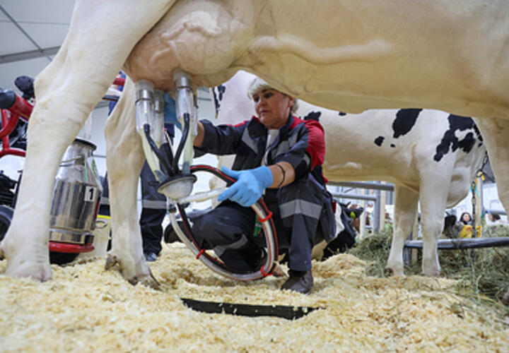 Кубань стала лидером по производству молока в стране