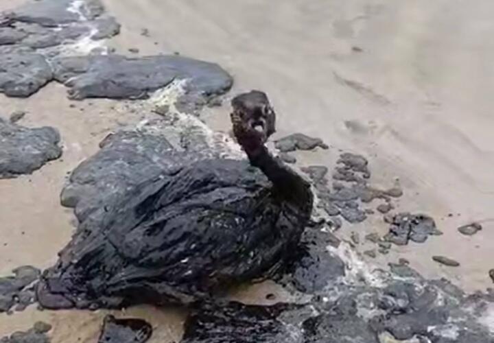 «Мы должны надеяться на чудо»: эколог заявил, что выживут далеко не все спасенные от мазута птицы на Черноморском побережье