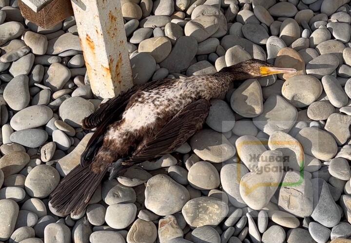 Мёртвые птицы на пляжах Новороссийска: последствия экологической катастрофы?