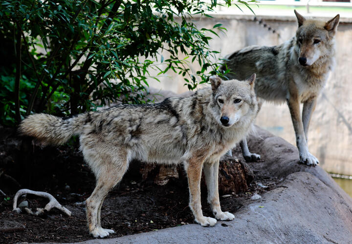 На Кубани волки разорвали фермерских овец и продолжают охотиться