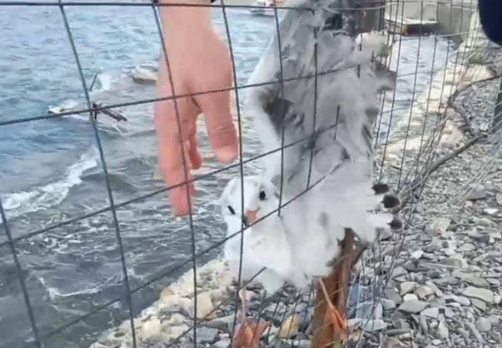 Очень сильный ветер: чайки впечатались в забор в Анапе 