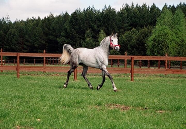 Понадобится выносливость: астрологи рассказали, какие отношения у Змеи сложатся с людьми, родившимися в год Лошади