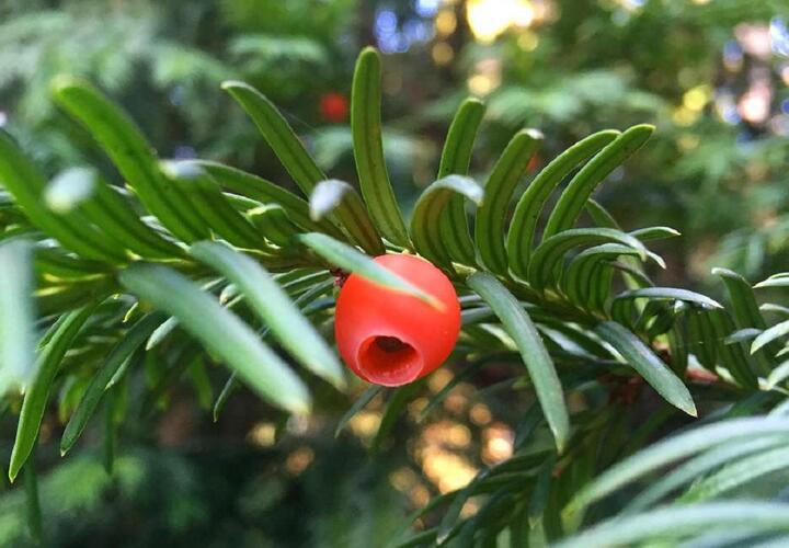 Прекрасен и ядовит: в лесах Сочи появились плоды на «новогоднем» дереве с недоброй славой
