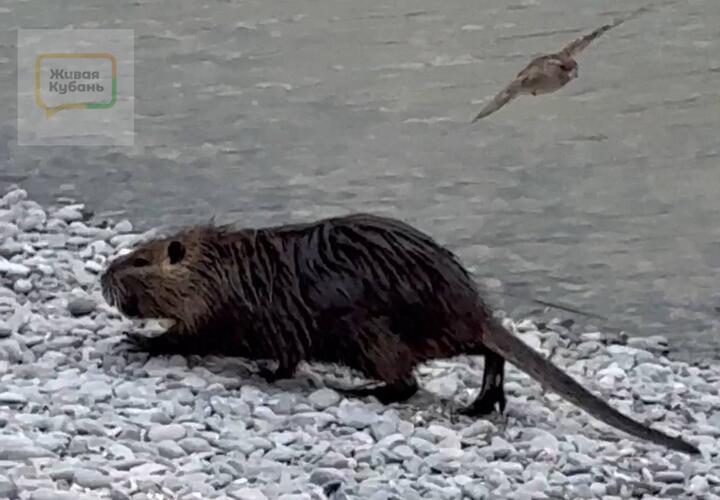 Прямо-таки шведский стол: новороссийцы показали, как питаются нутрии на пляже