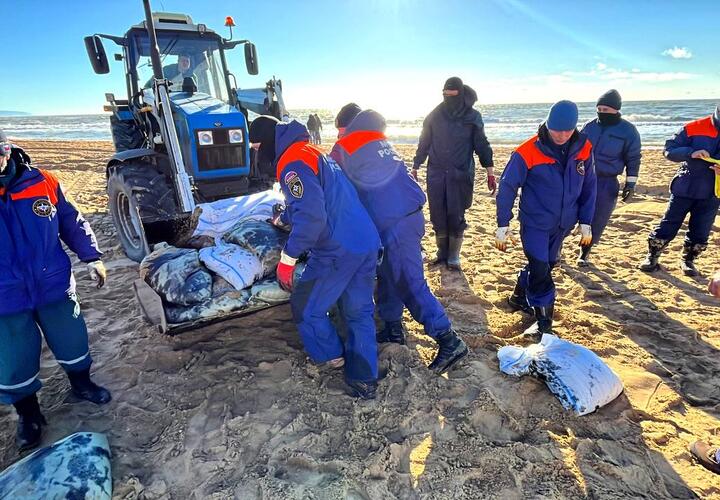 Спецтехнику и жильё предоставит Авито волонтёрам, устраняющим последствия разлива мазута на побережье Кубани