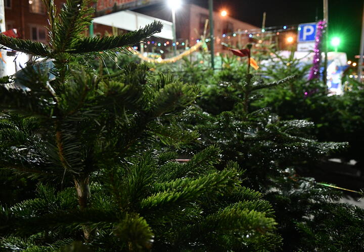 Стало известно, сколько ёлочных базаров будет работать в Краснодаре