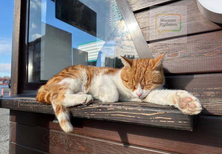 Стукнет мороз: о погоде на Кубани 30 декабря 